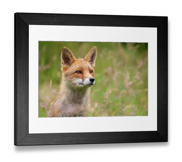 Framed Print : Red fox (Vulpes vulpes) vixen exploring a hay meadow, Lifton, Devon, England, UK, July. Captive Framed Print : Red fox (Vulpes vulpes) vixen exploring a hay meadow, Lifton, Devon, England, UK, July. Captive