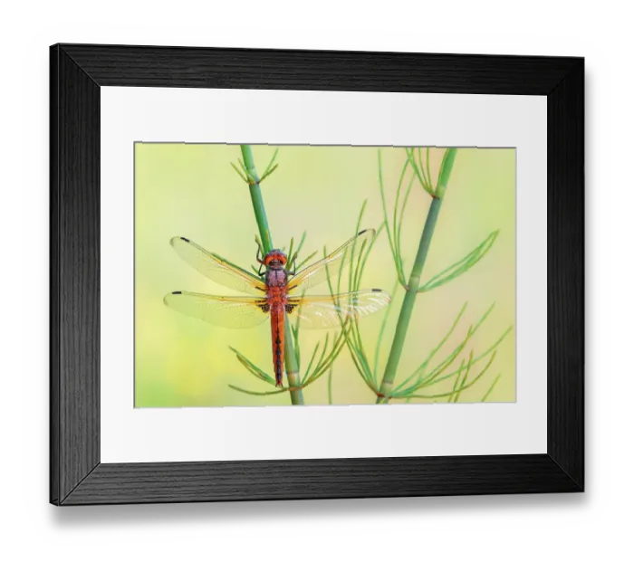 Framed Print : Scarce chaser dragonfly (Libellula fulva) female, resting on Common horsetail (Equisetum arvense), Lower Tamar Lake, Cornwall, England, UK. June