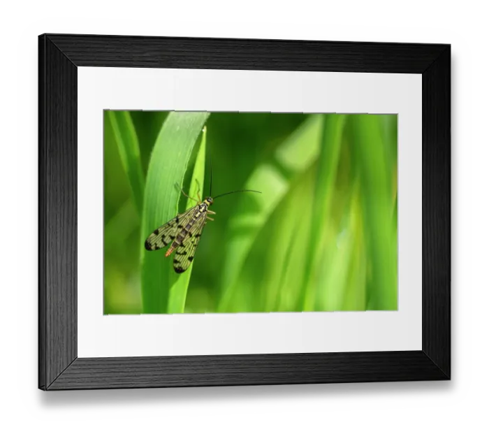 Framed Print : Scorpion fly (Panorpa sp.) female, resting on grass, Broxwater, Cornwall, England, UK. May Framed Print : Scorpion fly (Panorpa sp.) female, resting on grass, Broxwater, Cornwall, England, UK. May
