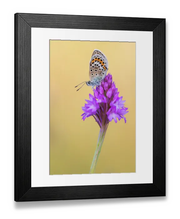 Framed Print : Silver-studded blue butterfly (Plebejus argus) roosting on a Pyrimidal orchid (Anacamptis pyramidalis) flower, Gwithian, Cornwall, England, UK. June Framed Print : Silver-studded blue butterfly (Plebejus argus) roosting on a Pyrimidal orchid (Anacamptis pyramidalis) flower, Gwithian, Cornwall, England, UK. June
