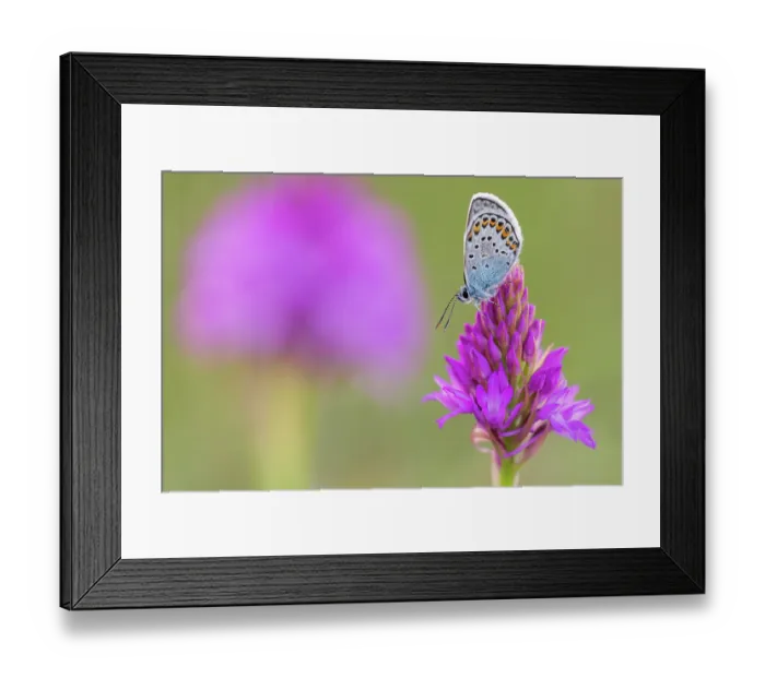 Framed Print : Silver-studded blue butterfly (Plebejus argus) roosting on a Pyrimidal orchid (Anacamptis pyramidalis) flower, Gwithian, Cornwall, England, UK. June Framed Print : Silver-studded blue butterfly (Plebejus argus) roosting on a Pyrimidal orchid (Anacamptis pyramidalis) flower, Gwithian, Cornwall, England, UK. June