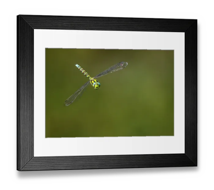 Framed Print : Southern hawker dragonfly (Aeshna cyanea) in flight, Meeth Quarry, Cornwall, England, UK. August Framed Print : Southern hawker dragonfly (Aeshna cyanea) in flight, Meeth Quarry, Cornwall, England, UK. August