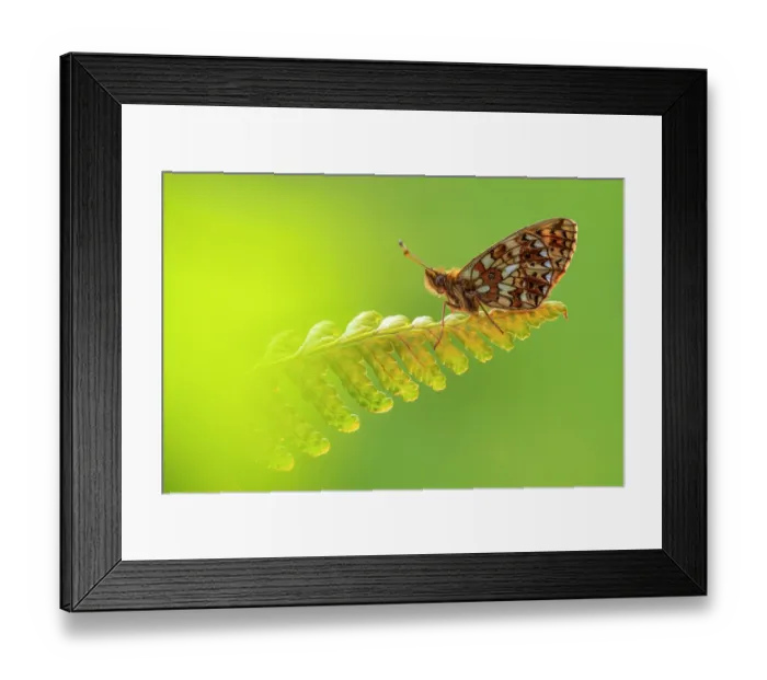 Framed Print : Small pearl-bordered fritillary butterfly (Boloria selene) roosting on a backlit fern, Marsland Mouth, Cornwall, England, UK. May Framed Print : Small pearl-bordered fritillary butterfly (Boloria selene) roosting on a backlit fern, Marsland Mouth, Cornwall, England, UK. May