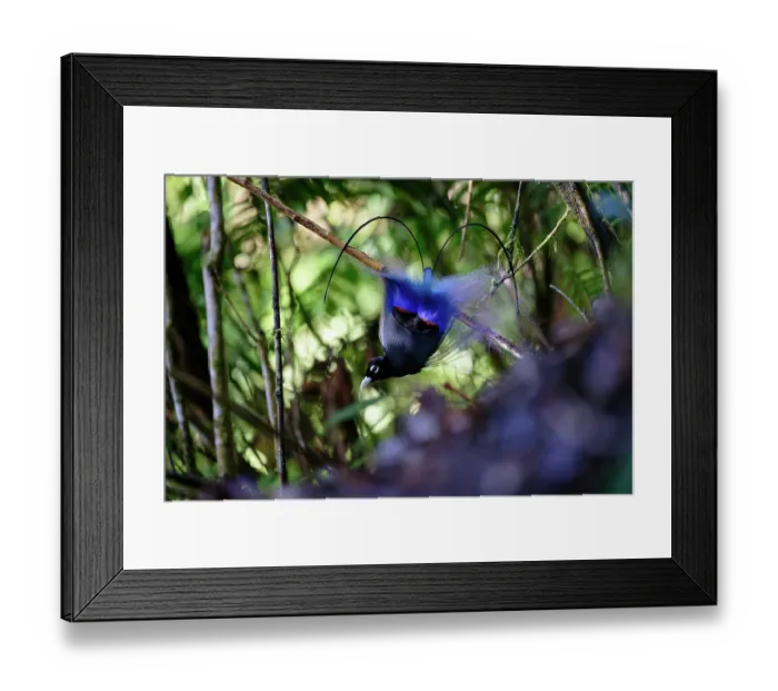 Framed Print : Blue bird-of-paradise (Paradisornis rudolphi) male displaying at lek, Pogal village, near Mt Hagen, Papua New Guinea Framed Print : Blue bird-of-paradise (Paradisornis rudolphi) male displaying at lek, Pogal village, near Mt Hagen, Papua New Guinea