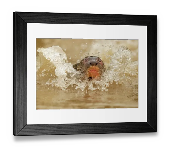 Framed Print : RF - Giant otter (Pteronura brasiliensis) swimming in river, Rio Cuiaba, Pantanal, Mato Grosso, Brazil. Endangered Framed Print : RF - Giant otter (Pteronura brasiliensis) swimming in river, Rio Cuiaba, Pantanal, Mato Grosso, Brazil. Endangered