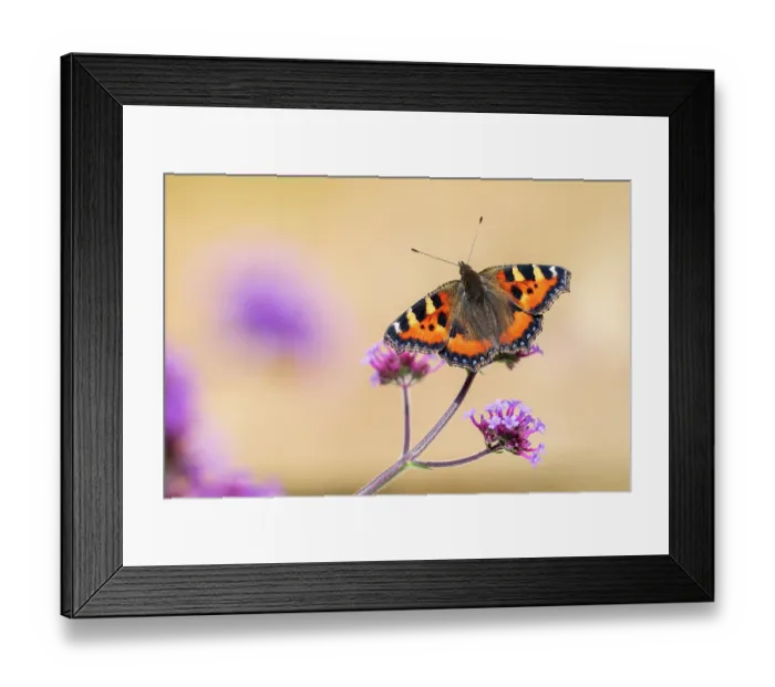 Framed Print : Small tortoiseshell butterfly (Aglais urticae) nectaring on Verbena (Verbena sp.) flower, Cornwall, England, UK. August Framed Print : Small tortoiseshell butterfly (Aglais urticae) nectaring on Verbena (Verbena sp.) flower, Cornwall, England, UK. August
