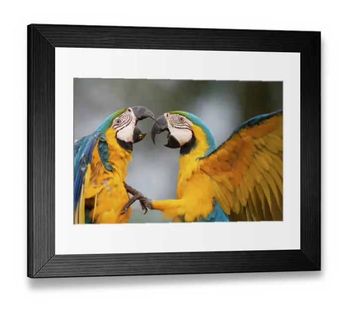 Framed Print : Two Blue and yellow macaws (Ara ararauna) fighting, Pantanal, Mato Grosso do Sul, Brazil Framed Print : Two Blue and yellow macaws (Ara ararauna) fighting, Pantanal, Mato Grosso do Sul, Brazil
