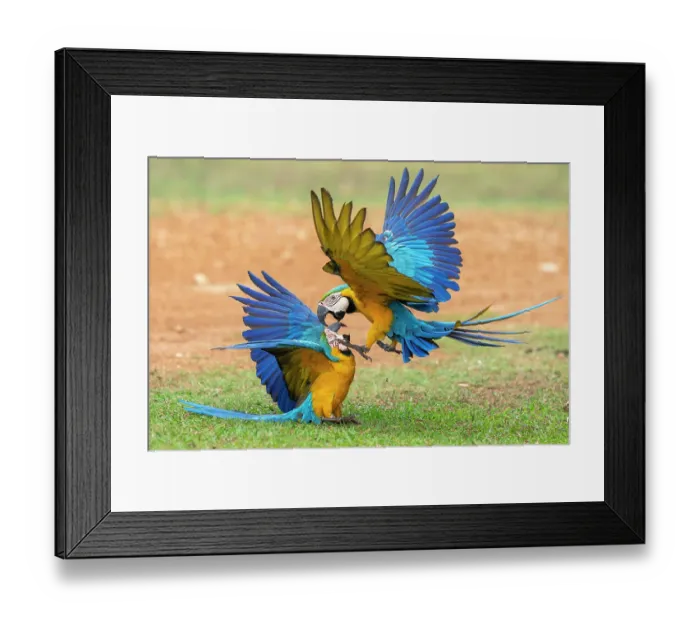 Framed Print : Two Blue and yellow macaws (Ara ararauna) fighting, Pantanal, Mato Grosso do Sul, Brazil Framed Print : Two Blue and yellow macaws (Ara ararauna) fighting, Pantanal, Mato Grosso do Sul, Brazil
