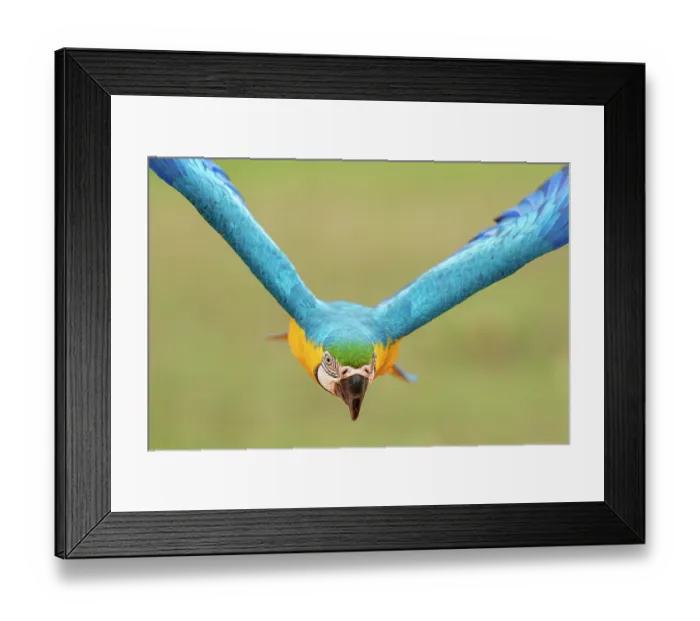 Framed Print : Blue and yellow macaw (Ara ararauna) in flight, Pantanal, Mato Grosso do Sul, Brazil Framed Print : Blue and yellow macaw (Ara ararauna) in flight, Pantanal, Mato Grosso do Sul, Brazil
