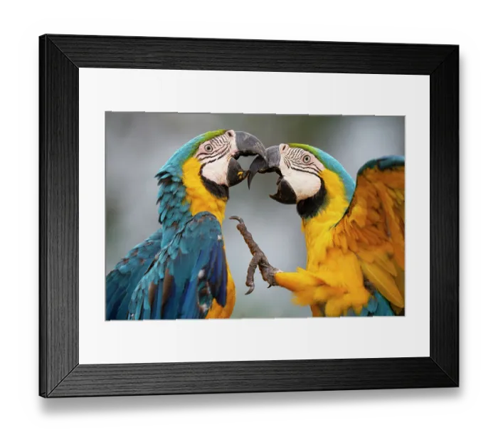 Framed Print : Two Blue and yellow macaws (Ara ararauna) fighting, Pantanal, Mato Grosso do Sul, Brazil Framed Print : Two Blue and yellow macaws (Ara ararauna) fighting, Pantanal, Mato Grosso do Sul, Brazil
