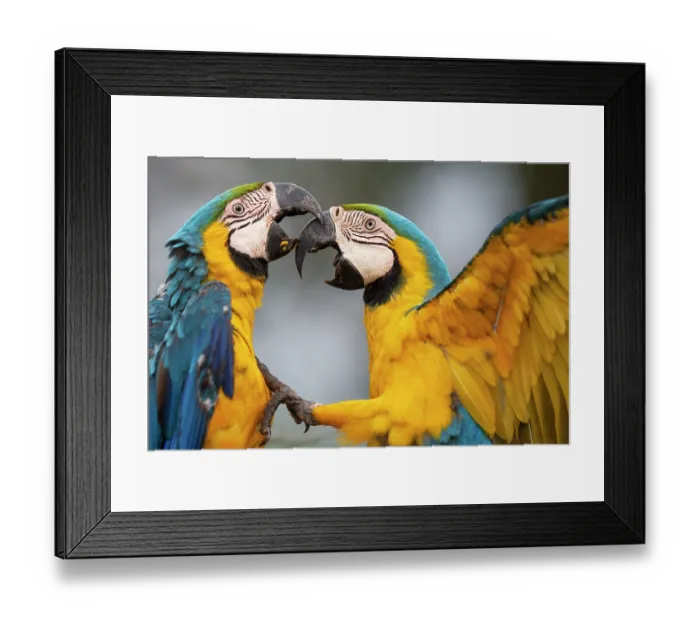Framed Print : Two Blue and yellow macaws (Ara ararauna) fighting, Pantanal, Mato Grosso do Sul, Brazil Framed Print : Two Blue and yellow macaws (Ara ararauna) fighting, Pantanal, Mato Grosso do Sul, Brazil