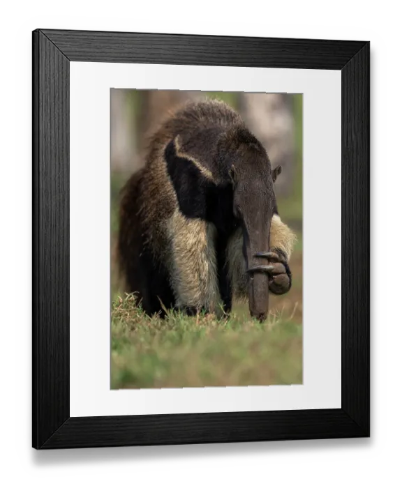 Framed Print : Giant anteater (Myrmecophaga tridactyla) holding its nose, portrait, Pantanal, Mato Grosso do Sul, Brazil Framed Print : Giant anteater (Myrmecophaga tridactyla) holding its nose, portrait, Pantanal, Mato Grosso do Sul, Brazil
