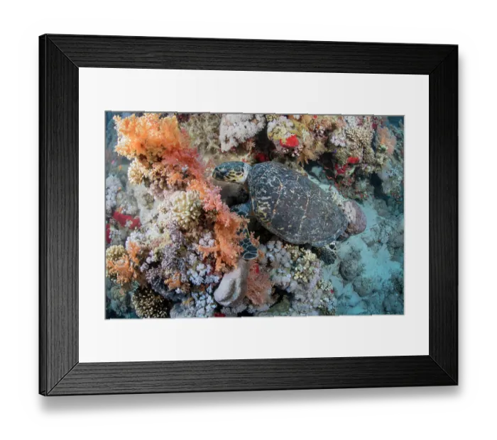 Framed Print : Hawksbill turtle (Eretmochelys imbricata) feeding on soft coral (Dendronephthya sp), Ras Muhammad National Park, Sinai Peninsula, Red Sea, Egypt. Critically endangered Framed Print : Hawksbill turtle (Eretmochelys imbricata) feeding on soft coral (Dendronephthya sp), Ras Muhammad National Park, Sinai Peninsula, Red Sea, Egypt. Critically endangered