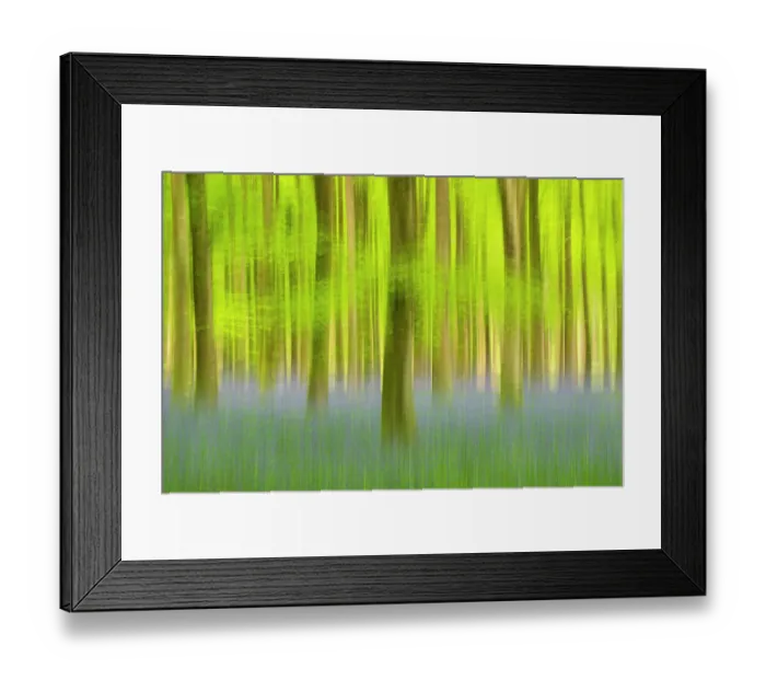 Framed Print : RF - Bluebells (Hyacinthoides non-scripta) flowering in beech woodland in spring, Dorset, England, UK. May. (This image may be licensed either as rights managed or royalty free.) Framed Print : RF - Bluebells (Hyacinthoides non-scripta) flowering in beech woodland in spring, Dorset, England, UK. May. (This image may be licensed either as rights managed or royalty free.)