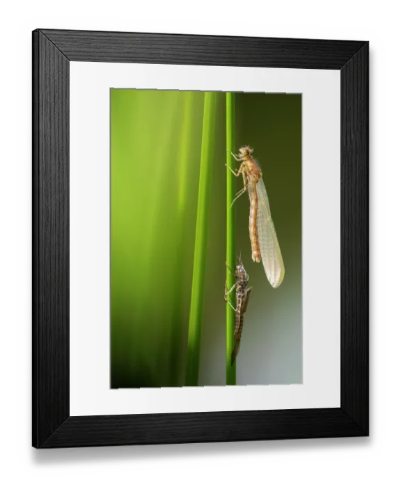 Framed Print : RF - Azure damselfly (Coenagrion puella) with exuvia, newly emerged and drying out, Broxwater, North Cornwall, England, UK. May Framed Print : RF - Azure damselfly (Coenagrion puella) with exuvia, newly emerged and drying out, Broxwater, North Cornwall, England, UK. May