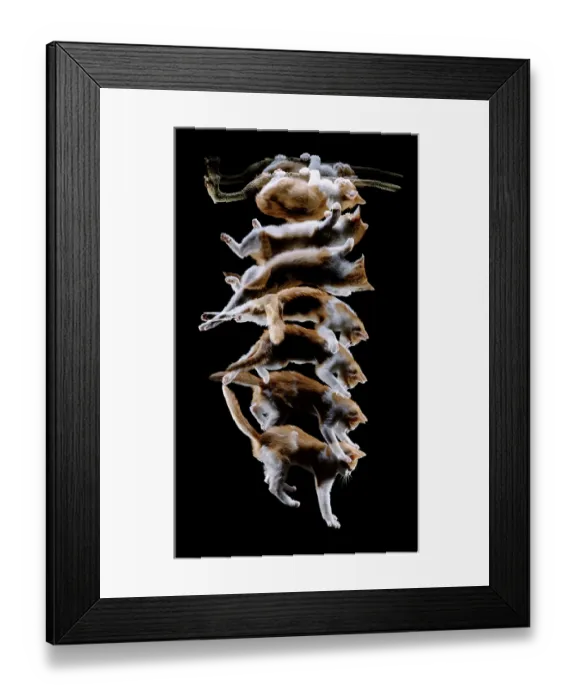 Framed Print : Ginger-and-white kitten falling from a branch, rights himself and lands on his feet. Multi-image strobe shot Framed Print : Ginger-and-white kitten falling from a branch, rights himself and lands on his feet. Multi-image strobe shot