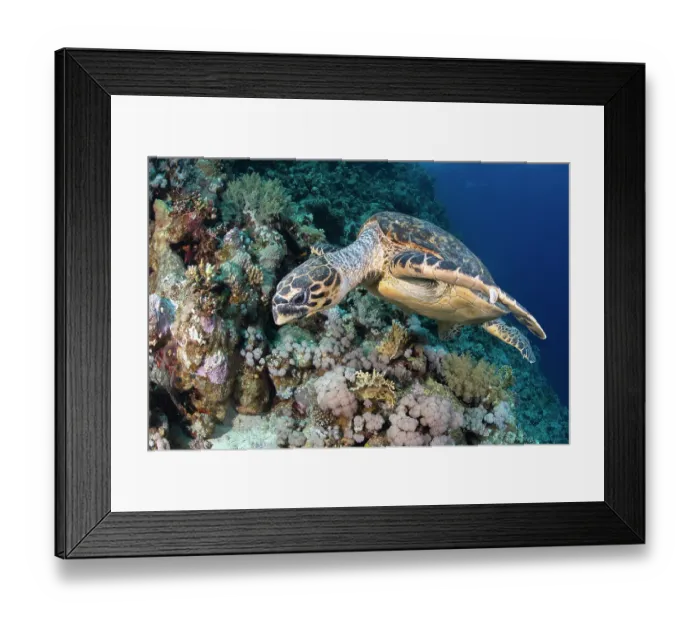 Framed Print : Hawksbill turtle (Eretmochelys imbricata) feeding on soft coral (Dendronephthya sp), Ras Muhammad National Park, Sinai Peninsula, Red Sea, Egypt. Critically endangered Framed Print : Hawksbill turtle (Eretmochelys imbricata) feeding on soft coral (Dendronephthya sp), Ras Muhammad National Park, Sinai Peninsula, Red Sea, Egypt. Critically endangered