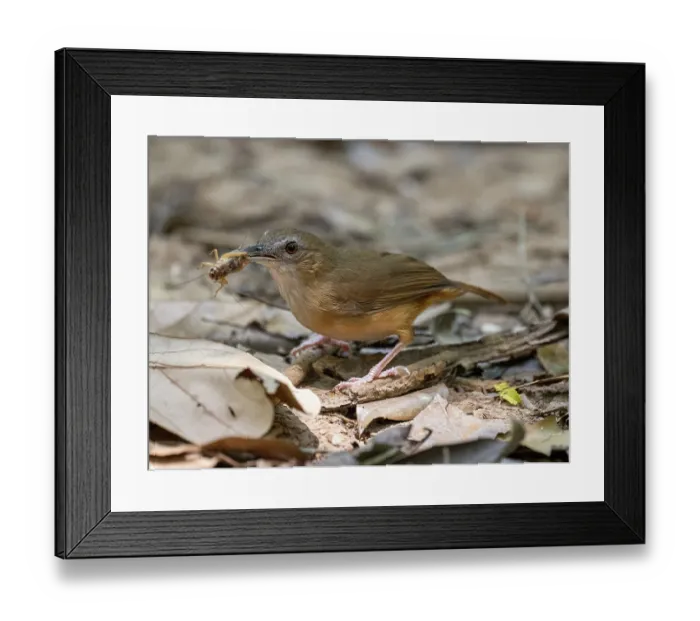 Framed Print : Abbott's babbler (Malacocincla abbotti) foraging for insects on forest floor, Cat Tien National Park, Vietnam Framed Print : Abbott's babbler (Malacocincla abbotti) foraging for insects on forest floor, Cat Tien National Park, Vietnam