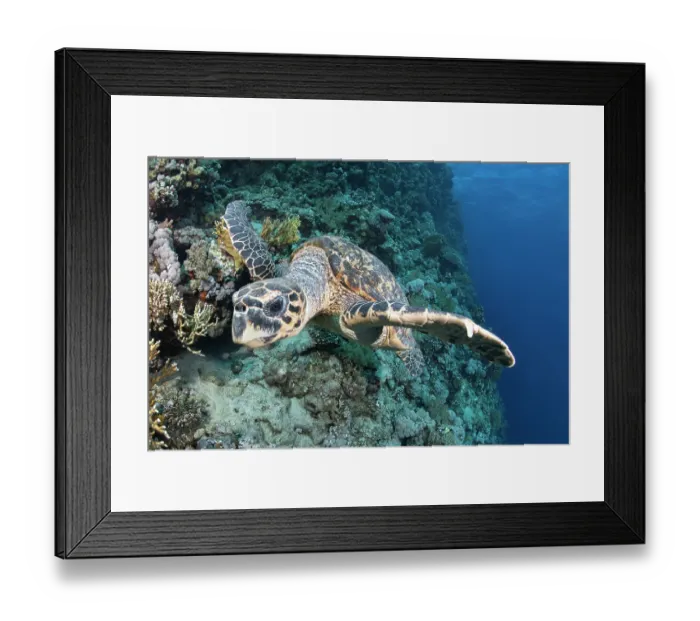 Framed Print : Hawksbill turtle (Eretmochelys imbricata) feeding on soft coral (Dendronephthya sp), Ras Muhammad National Park, Sinai Peninsula, Red Sea, Egypt. Critically endangered Framed Print : Hawksbill turtle (Eretmochelys imbricata) feeding on soft coral (Dendronephthya sp), Ras Muhammad National Park, Sinai Peninsula, Red Sea, Egypt. Critically endangered
