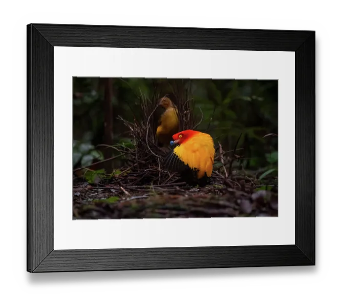 Framed Print : Flame bowerbird (Sericulus ardens) male at lek displaying towards nearby female and offering nuptial gift, near Kiunga, Papua New Guinea Framed Print : Flame bowerbird (Sericulus ardens) male at lek displaying towards nearby female and offering nuptial gift, near Kiunga, Papua New Guinea