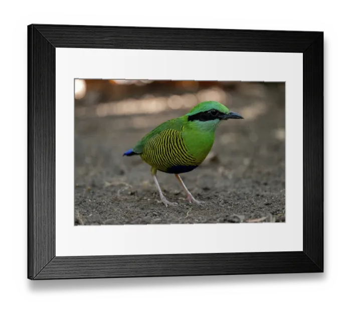 Framed Print : Bar-bellied pitta (Hydrornis elliotii) portrait, Cat Tien National Park, Vietnam Framed Print : Bar-bellied pitta (Hydrornis elliotii) portrait, Cat Tien National Park, Vietnam