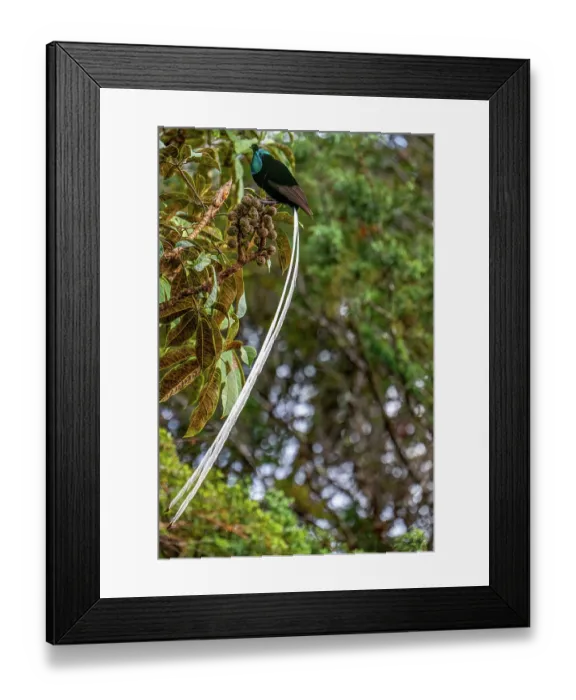 Framed Print : Ribbon-tailed astrapia (Astrapia mayeri) male displaying, Kumul Lodge, Enga, Papua New Guinea Framed Print : Ribbon-tailed astrapia (Astrapia mayeri) male displaying, Kumul Lodge, Enga, Papua New Guinea