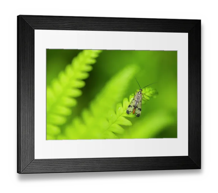 Framed Print : RF - Scorpion fly (Panorpa sp.) female, resting among ferns, Broxwater, Cornwall, England, UK. June. (This image may be licensed either as rights managed or royalty free.) Framed Print : RF - Scorpion fly (Panorpa sp.) female, resting among ferns, Broxwater, Cornwall, England, UK. June. (This image may be licensed either as rights managed or royalty free.)