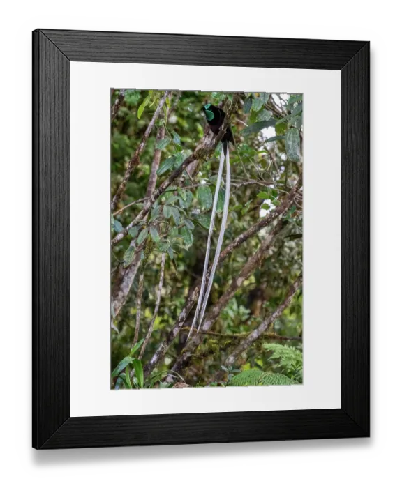 Framed Print : Ribbon-tailed astrapia (Astrapia mayeri) male, displaying, Kumul Lodge, Enga, Papua New Guinea Framed Print : Ribbon-tailed astrapia (Astrapia mayeri) male, displaying, Kumul Lodge, Enga, Papua New Guinea