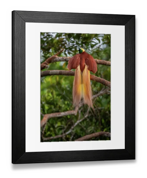 Framed Print : Greater bird of paradise (Paradisaea apoda) male, courtship display, Aru Island, Indonesia Framed Print : Greater bird of paradise (Paradisaea apoda) male, courtship display, Aru Island, Indonesia