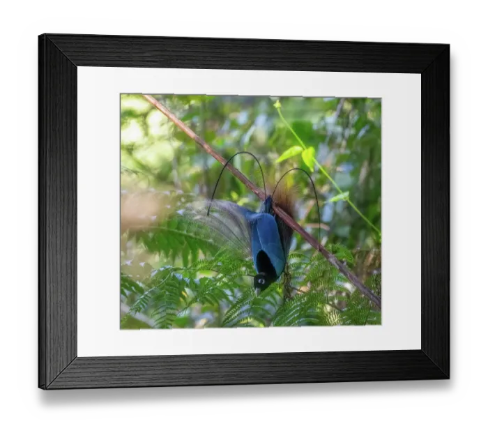 Framed Print : Blue bird of paradise (Paradisornis rudolphi) male displaying at lek, Mt Hagen area, Papua New Guinea Framed Print : Blue bird of paradise (Paradisornis rudolphi) male displaying at lek, Mt Hagen area, Papua New Guinea