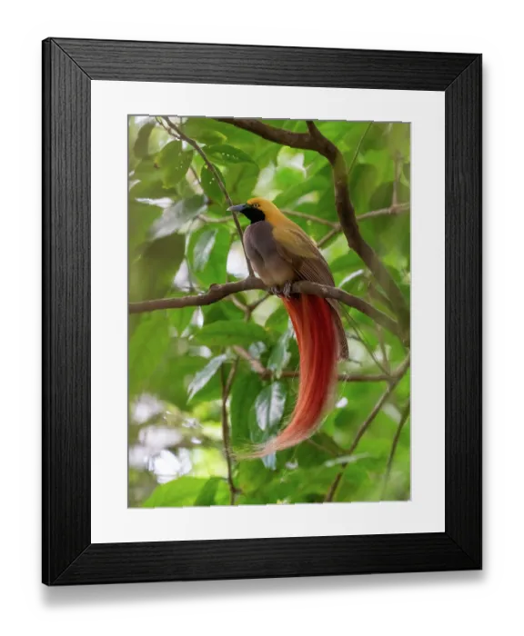 Framed Print : Goldie's bird-of-paradise (Paradisaea decora) male displaying, Normanby Island, Papua New Guinea Framed Print : Goldie's bird-of-paradise (Paradisaea decora) male displaying, Normanby Island, Papua New Guinea