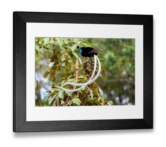 Framed Print : Ribbon-tailed astrapia (Astrapia mayeri) male displaying, Kumul Lodge, Enga, Papua New Guinea Framed Print : Ribbon-tailed astrapia (Astrapia mayeri) male displaying, Kumul Lodge, Enga, Papua New Guinea