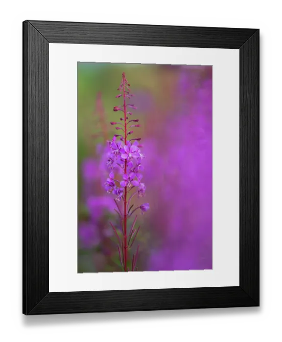Framed Print : RF - Rosebay willowherb (Chamaenerion angustifolium) in flower, Tamar Lakes, Devon, England, UK. July. (This image may be licensed either as rights managed or royalty free.)