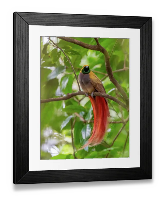 Framed Print : Goldie's bird-of-paradise (Paradisaea decora) male displaying, Normanby Island, Papua New Guinea Framed Print : Goldie's bird-of-paradise (Paradisaea decora) male displaying, Normanby Island, Papua New Guinea