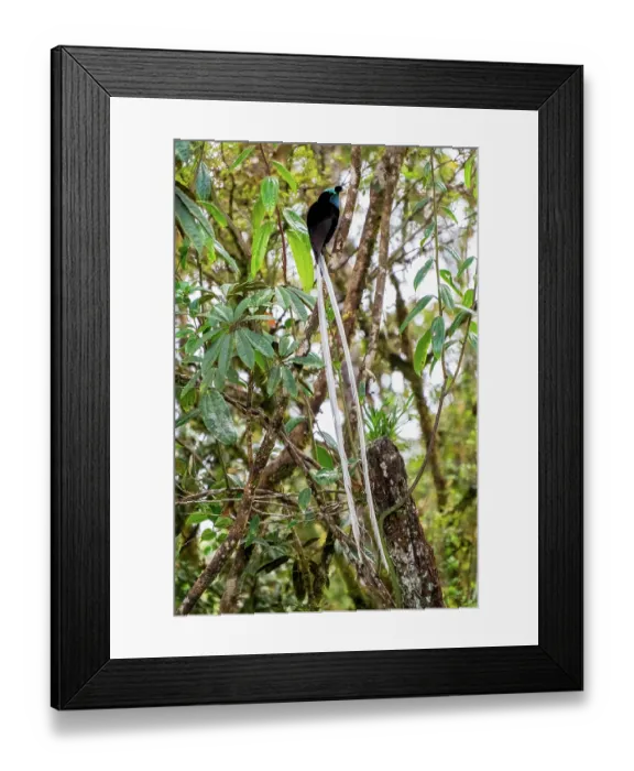 Framed Print : Ribbon-tailed astrapia (Astrapia mayeri) male displaying, Kumul Lodge, Enga, Papua New Guinea Framed Print : Ribbon-tailed astrapia (Astrapia mayeri) male displaying, Kumul Lodge, Enga, Papua New Guinea