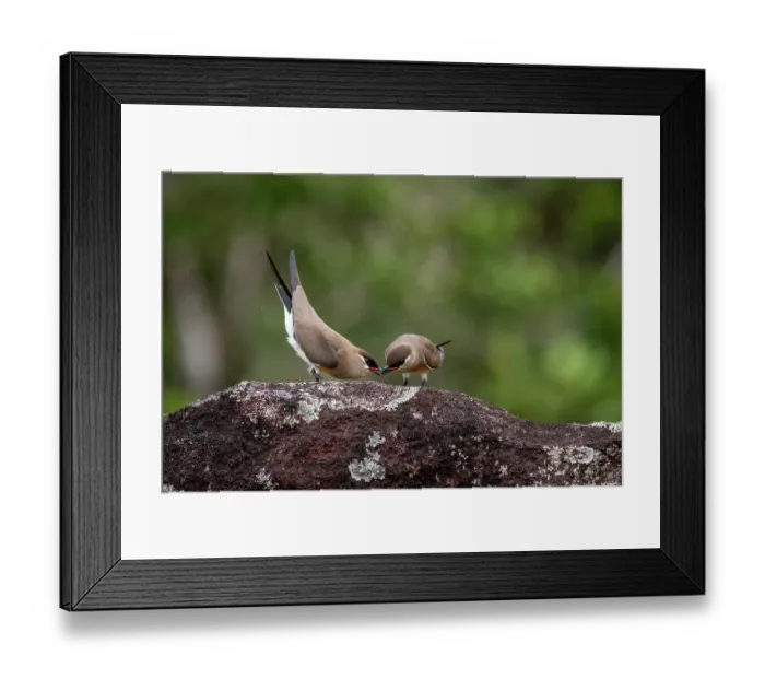 Framed Print : Madagascar pratincole (Glareola ocularis) male displaying in front of female, Masoala National Park, Madagascar Framed Print : Madagascar pratincole (Glareola ocularis) male displaying in front of female, Masoala National Park, Madagascar