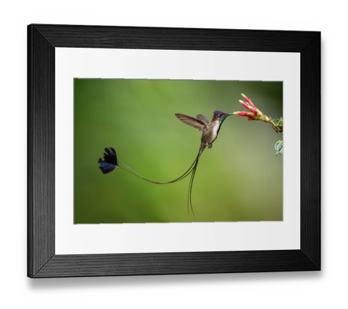 Framed Print : Marvellous spatuletail hummingbird (Loddigesia mirabilis) male, nectaring on flower, Huembo Lodge, Peru. Endangered Framed Print : Marvellous spatuletail hummingbird (Loddigesia mirabilis) male, nectaring on flower, Huembo Lodge, Peru. Endangered