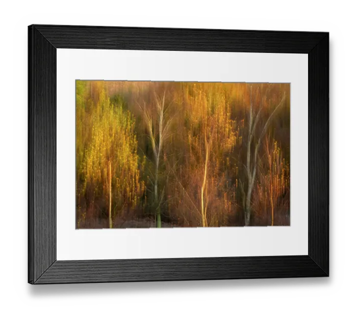 Framed Print : RF - Silver birch (Betula pendula) trees in autumnal colours, Rockford Common, The New Forest National Park, Hampshire, England, UK. November Framed Print : RF - Silver birch (Betula pendula) trees in autumnal colours, Rockford Common, The New Forest National Park, Hampshire, England, UK. November