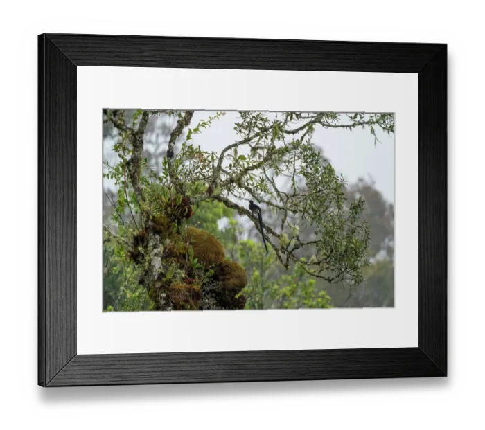 Framed Print : Brown sicklebill (Epimachus meyeri) male perched in tree in cloud forest, Enga province, Papua New Guinea