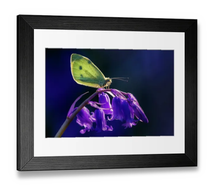 Framed Print : RF - Small white butterfly (Pieris rapae) resting on a Bluebell (Hyacinthoides non-scripta) flower, Boscastle, Cornwall, England, UK. April Framed Print : RF - Small white butterfly (Pieris rapae) resting on a Bluebell (Hyacinthoides non-scripta) flower, Boscastle, Cornwall, England, UK. April