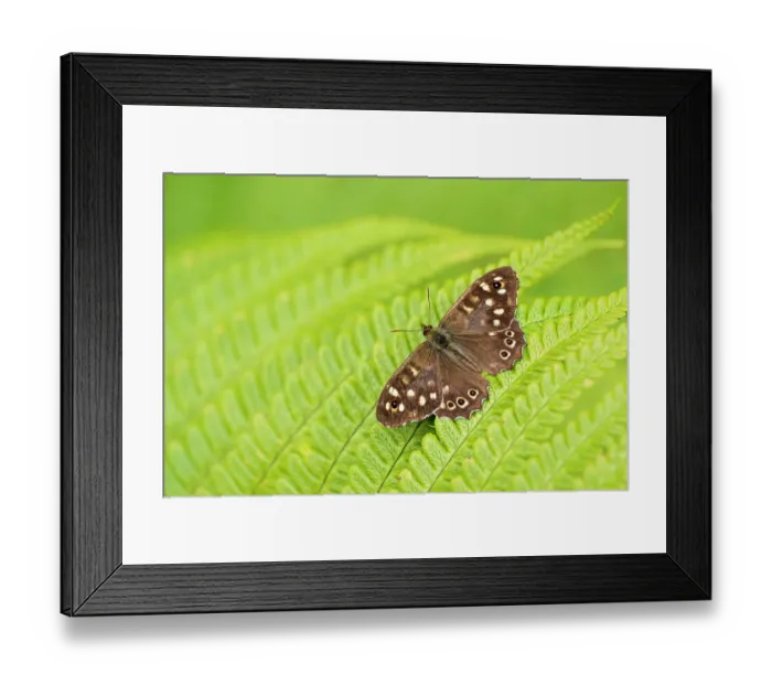 Framed Print : RF - Speckled wood butterfly (Pararge aegeria) basking in the sunshine on a fern frond, Holsworthy Wood, Devon, England, UK. August Framed Print : RF - Speckled wood butterfly (Pararge aegeria) basking in the sunshine on a fern frond, Holsworthy Wood, Devon, England, UK. August
