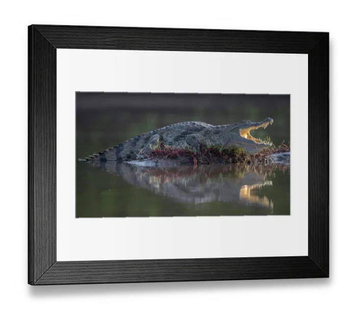 Framed Print : RF - West African crocodile (Crocodylus suchus) resting at water's edge, Allahein river, The Gambia. (This image may be licensed either as rights managed or royalty free.)