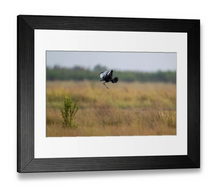 Framed Print : Bengal florican (Houbaropsis bengalensis) male, flight courtship display, near Siem Reap, Cambodia. Critically endangered Framed Print : Bengal florican (Houbaropsis bengalensis) male, flight courtship display, near Siem Reap, Cambodia. Critically endangered