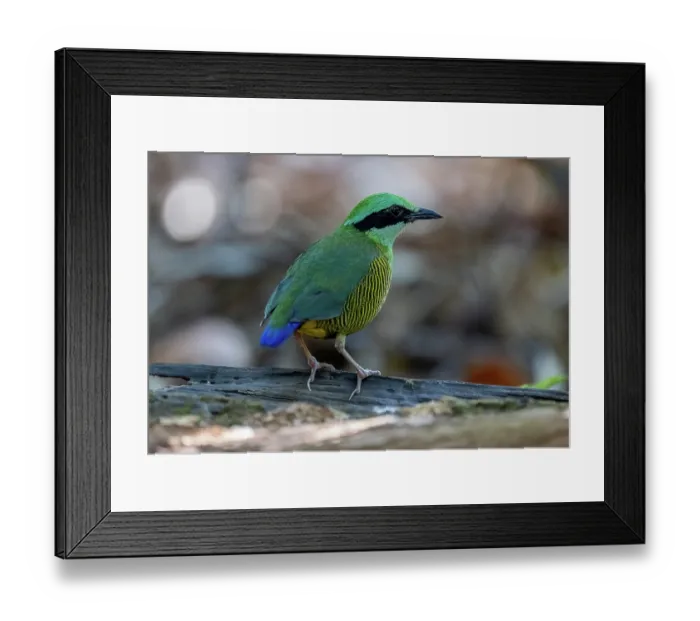 Framed Print : Bar-bellied pitta (Hydrornis elliotii) male, portrait, Cat Tien National Park, Vietnam Framed Print : Bar-bellied pitta (Hydrornis elliotii) male, portrait, Cat Tien National Park, Vietnam
