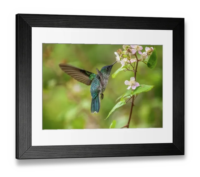 Framed Print : Juan Fernandez firecrown hummingbird (Sephanoides fernandensis) female nectaring on flower, Robinson Crusoe Island, Chile. Critically endangered Framed Print : Juan Fernandez firecrown hummingbird (Sephanoides fernandensis) female nectaring on flower, Robinson Crusoe Island, Chile. Critically endangered