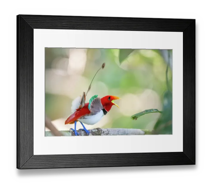 Framed Print : King bird of paradise (Cicinnurus regius) male, courtship display near lek, Aru Island, Indonesia Framed Print : King bird of paradise (Cicinnurus regius) male, courtship display near lek, Aru Island, Indonesia