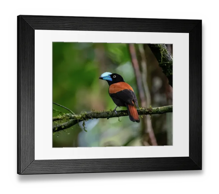Framed Print : Helmet vanga (Euryceros prevostii) perched on branch, Masoala National Park, Madagascar Framed Print : Helmet vanga (Euryceros prevostii) perched on branch, Masoala National Park, Madagascar