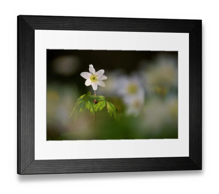 Framed Print : RF - Wood anemone (Anemone nemorosa) in flower, RHS Rosemoor, near Great Torrington, Devon, UK. March. (This image may be licensed either as rights managed or royalty free.)
