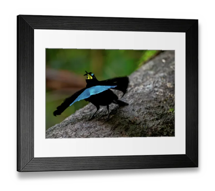 Framed Print : Vogelkop superb bird of paradise (Lophorina superba) male, courtship display, Arfak Mountain, West Papua, Indonesia Framed Print : Vogelkop superb bird of paradise (Lophorina superba) male, courtship display, Arfak Mountain, West Papua, Indonesia