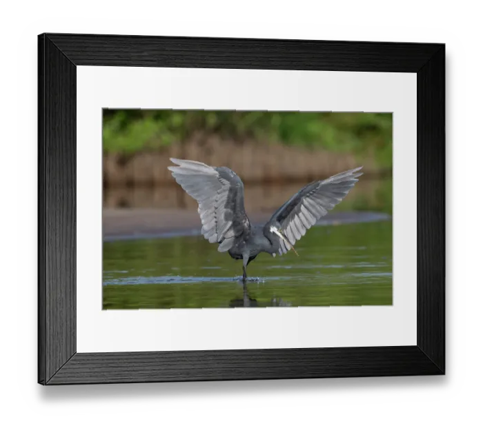 Framed Print : RF - Western reef egret (Egretta gularis) fishing in shallow water, Allahein river, The Gambia. (This image may be licensed either as rights managed or royalty free.) Framed Print : RF - Western reef egret (Egretta gularis) fishing in shallow water, Allahein river, The Gambia. (This image may be licensed either as rights managed or royalty free.)